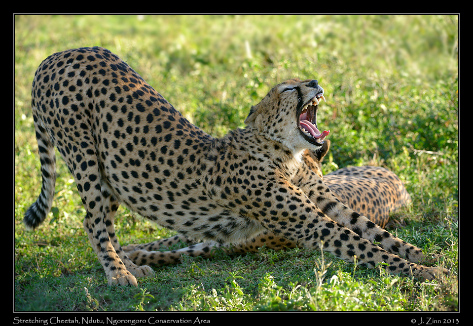 cheetah_JZ1_7247a