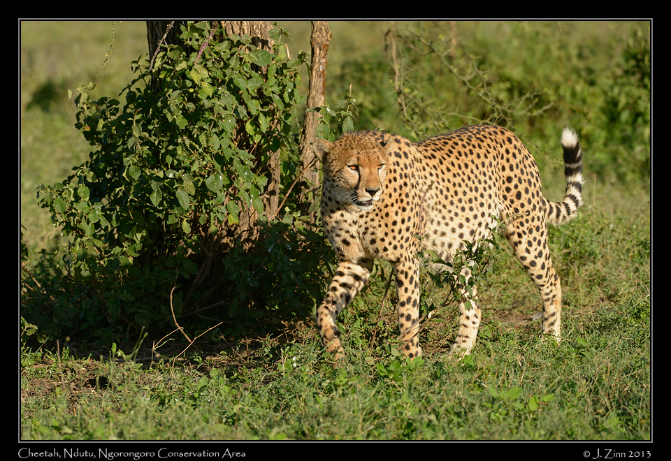 cheetah_JZ1_7264a