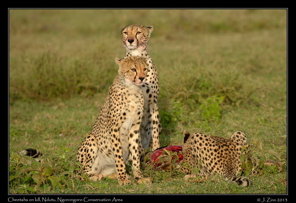 cheetah_JZ1_8458a