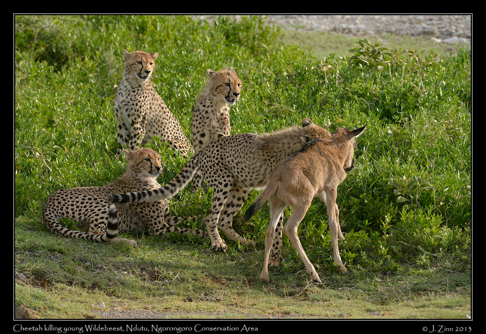 cheetah_JZ1_8507a