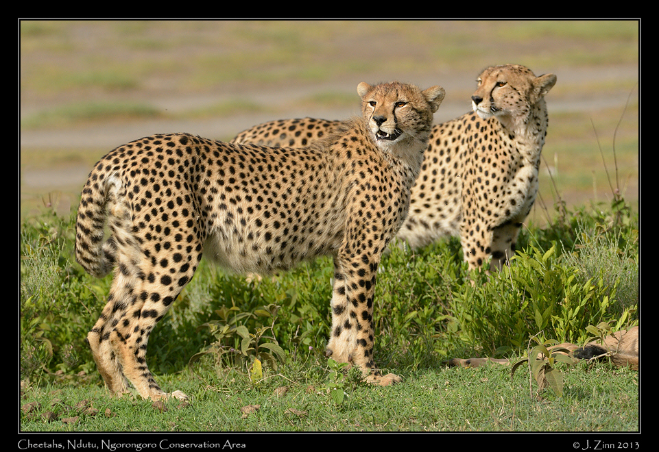cheetah_JZ1_8517a