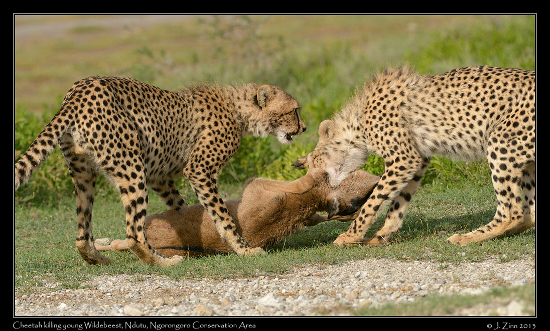 cheetah_JZ1_8536a