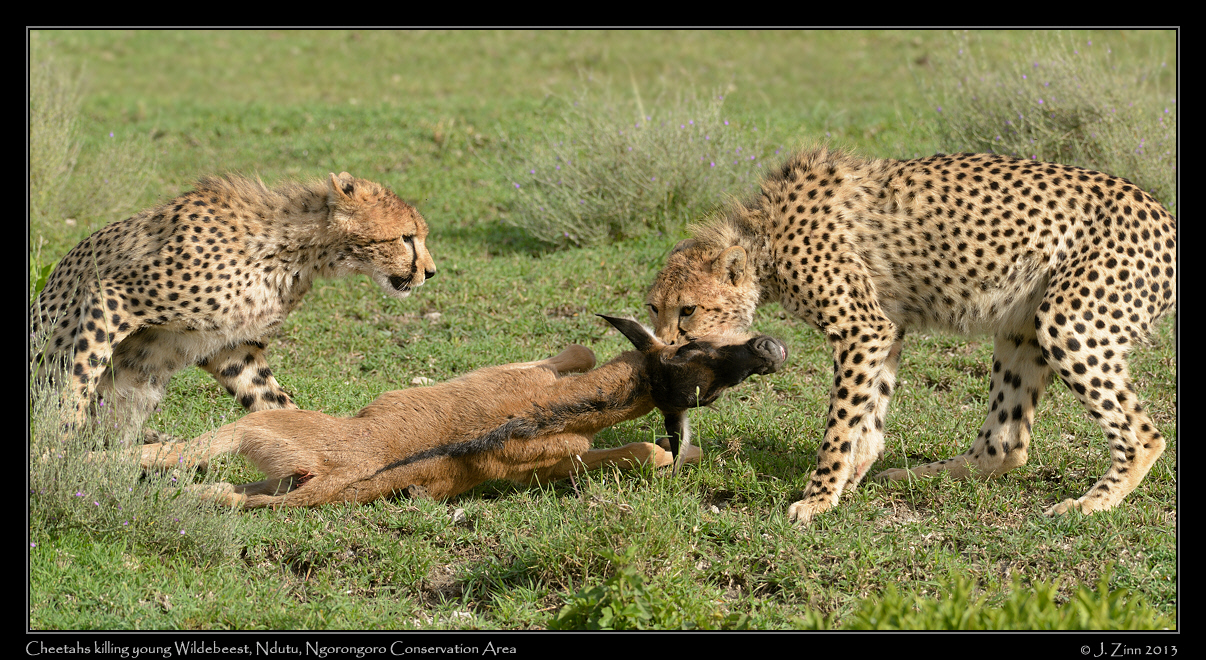 cheetah_JZ1_8595a