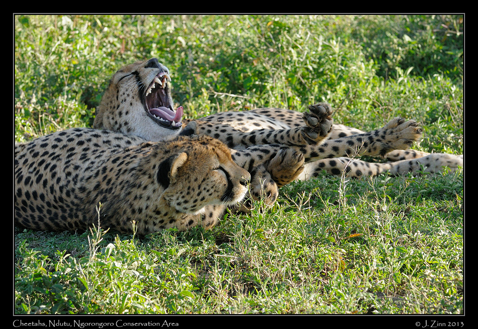 cheetah_JZ8_1394b