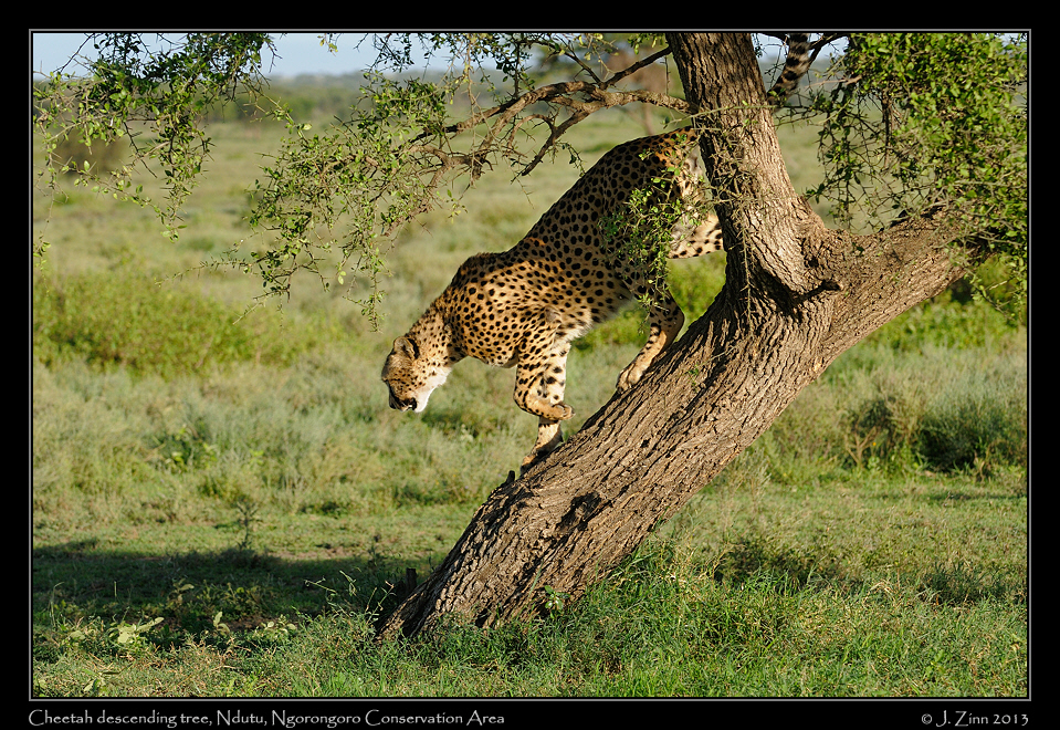 cheetah_JZ8_1464a