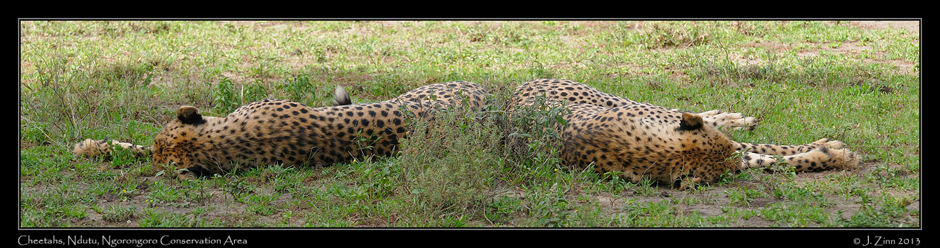 cheetah_JZ8_1569b