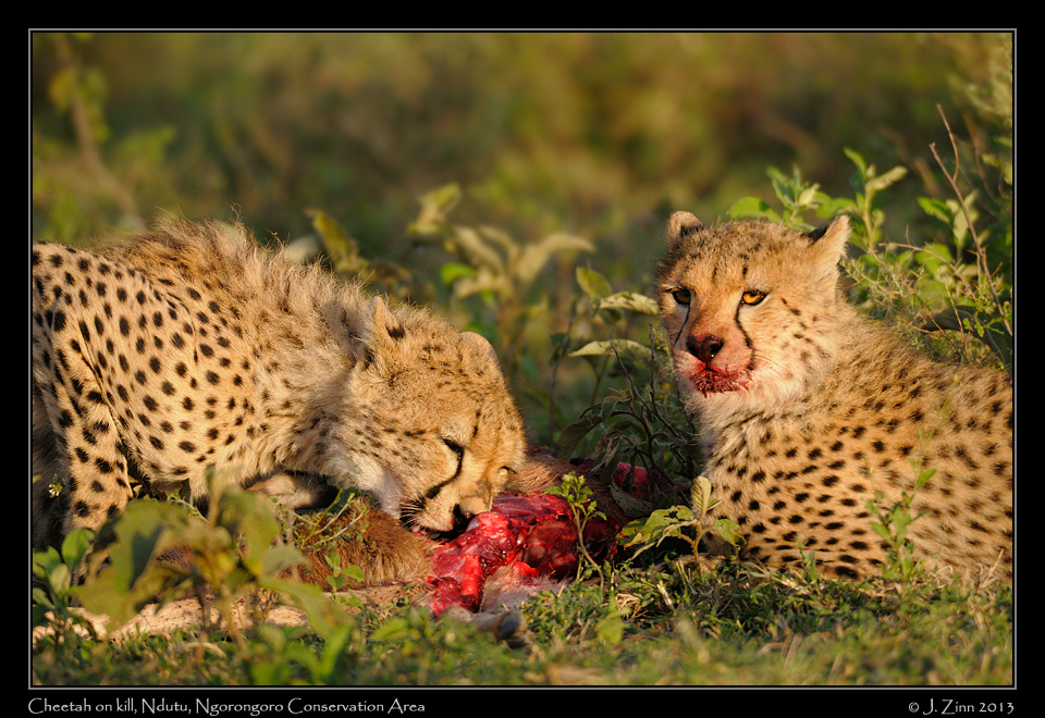 cheetah_JZ8_1668a