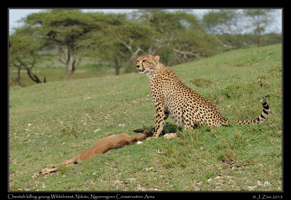 cheetah_JZ8_1739a