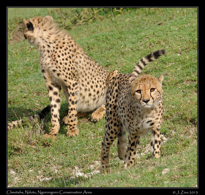 cheetah_JZ8_1756a