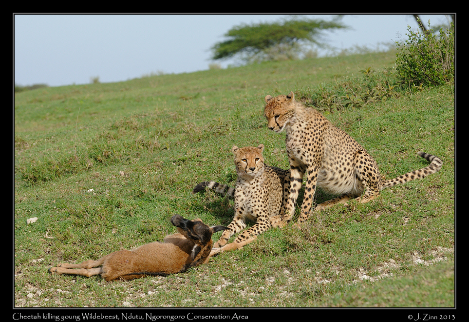 cheetah_JZ8_1778a