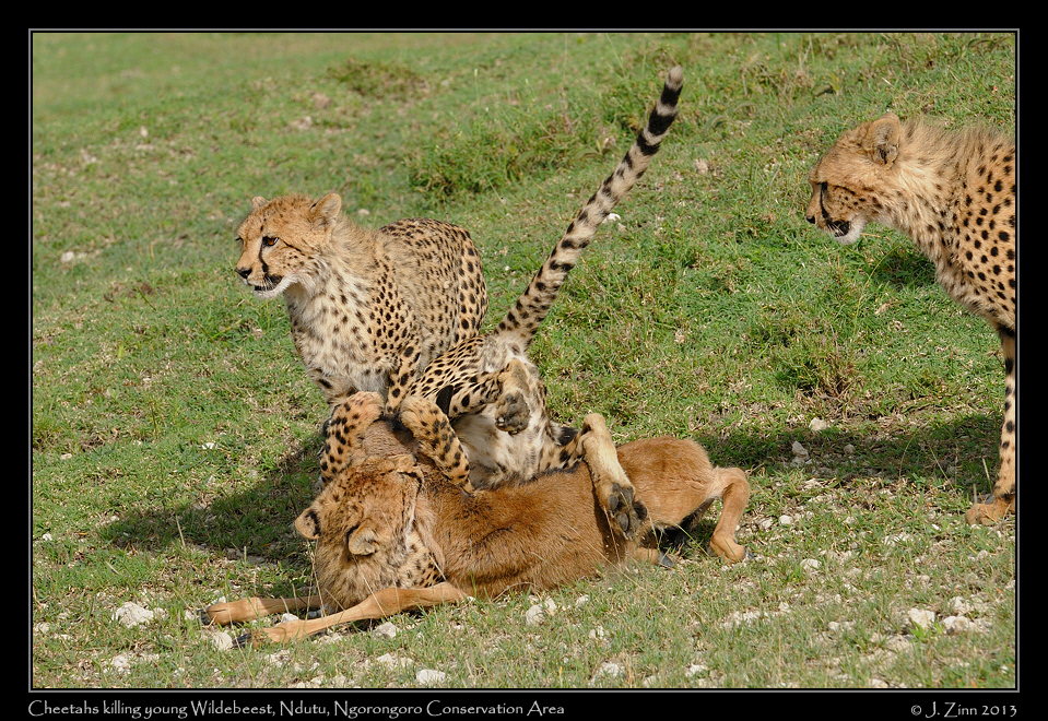 cheetah_JZ8_1790b