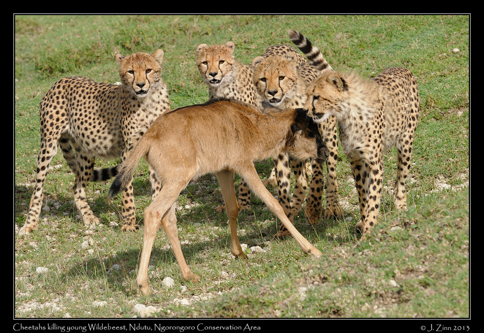 cheetah_JZ8_1823a