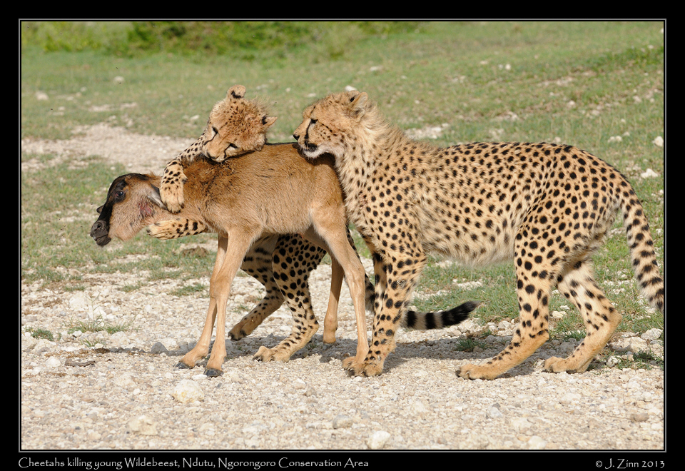 cheetah_JZ8_1847a