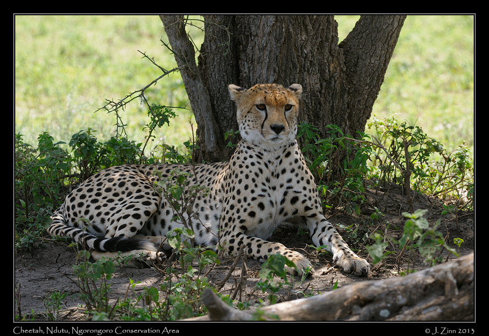 cheetah_JZ8_2229a