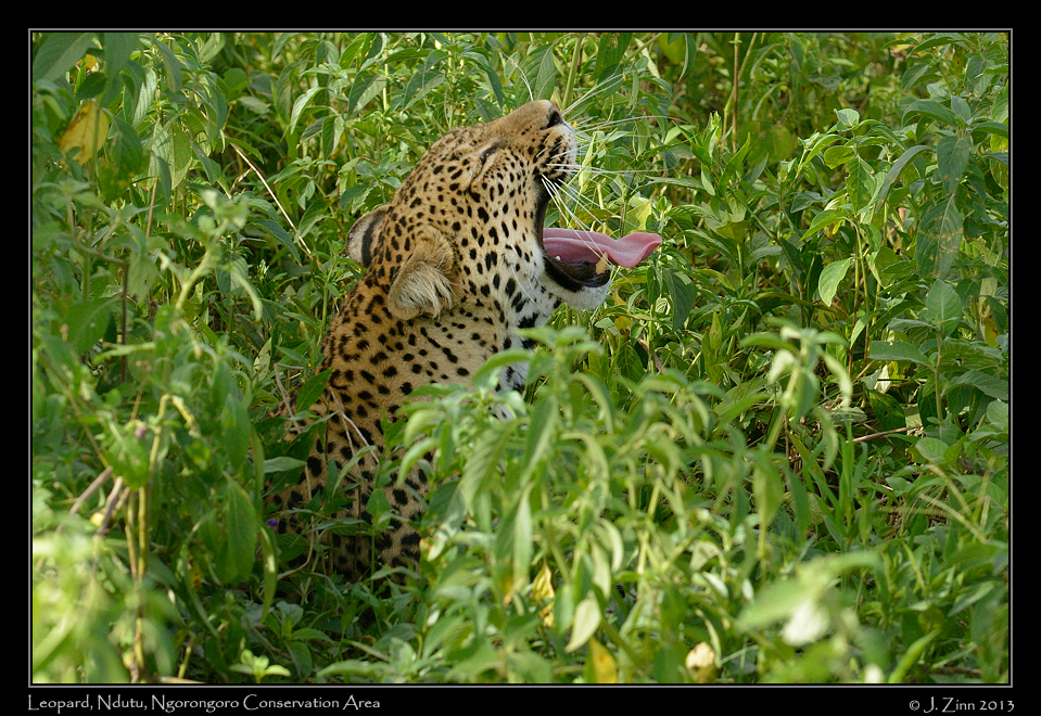 leopard_8746b