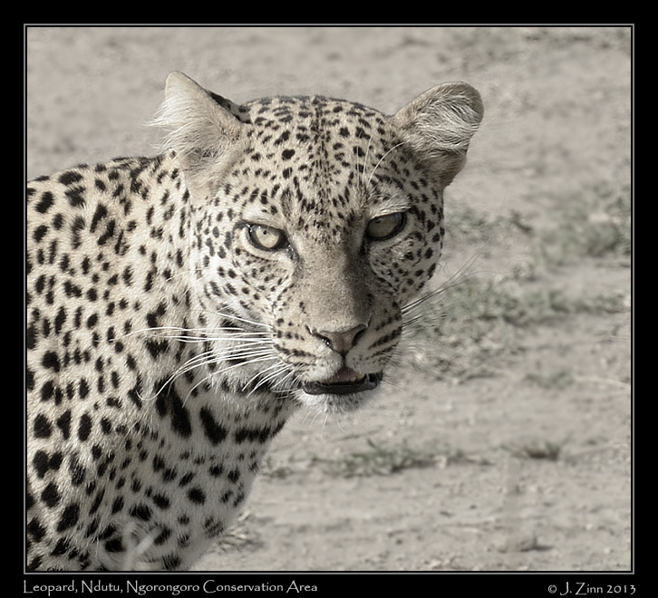 leopard_8785bw
