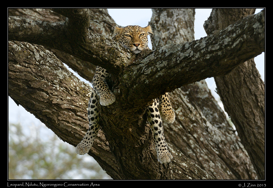 leopard_8810a