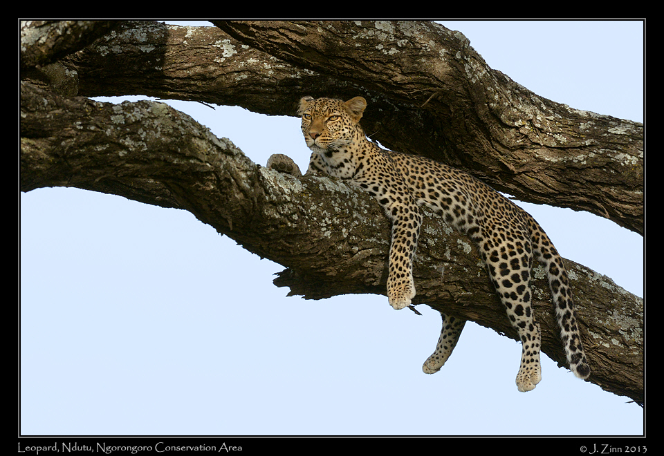 leopard_8864a