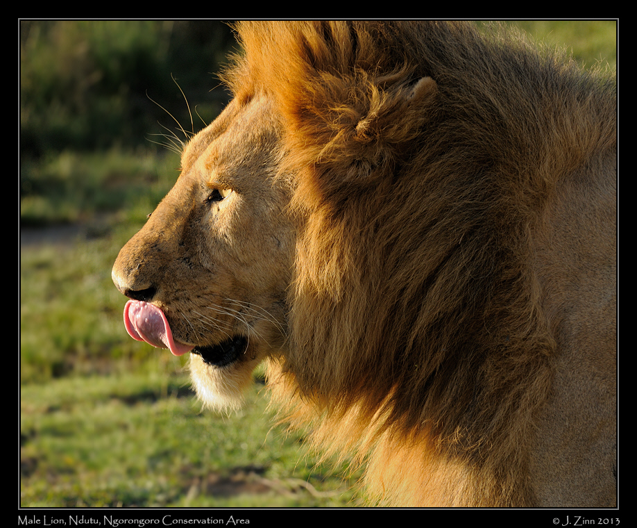 lion_1515b