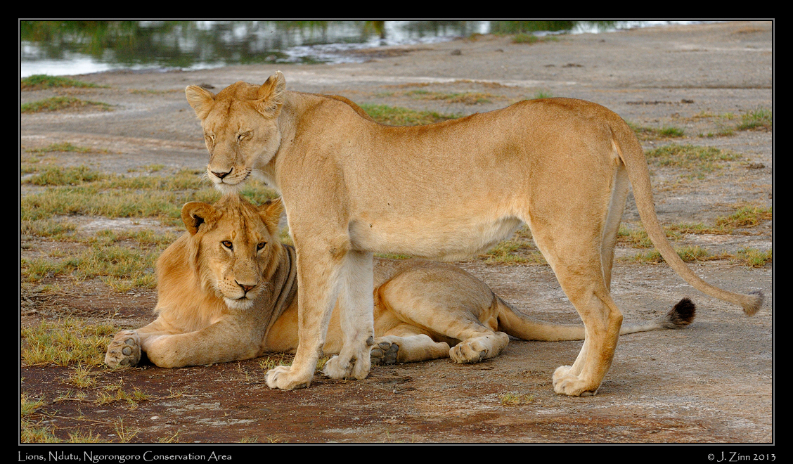 lion_2128a