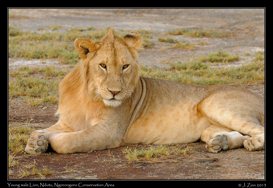 lion_2144a