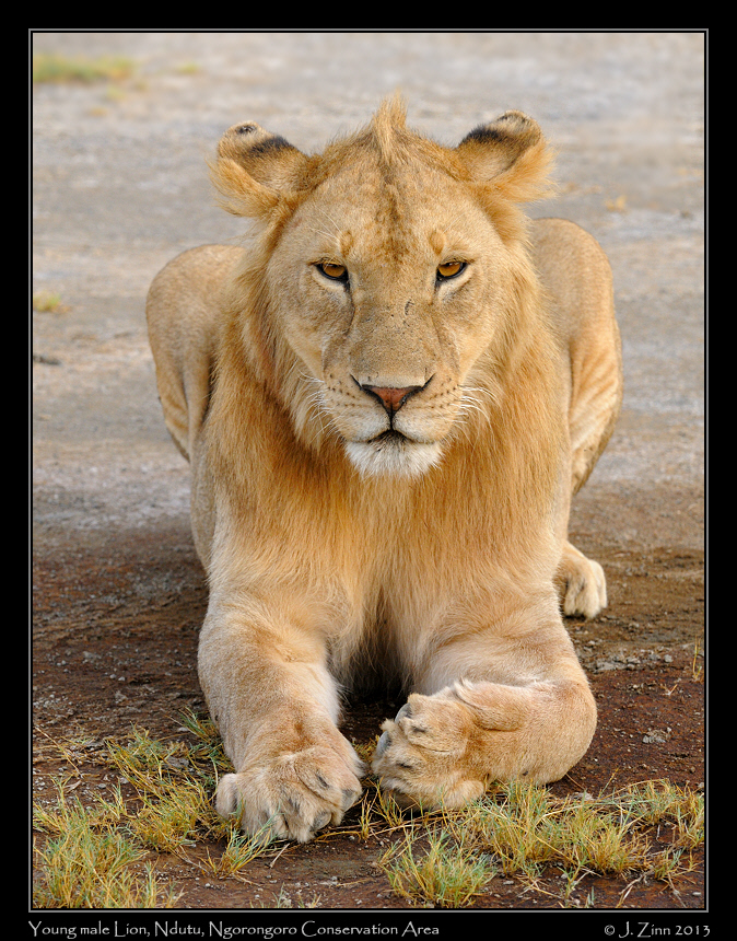 lion_2187a