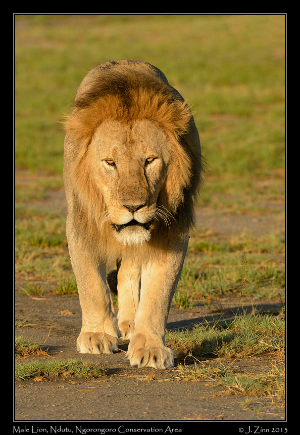 lion_7314a