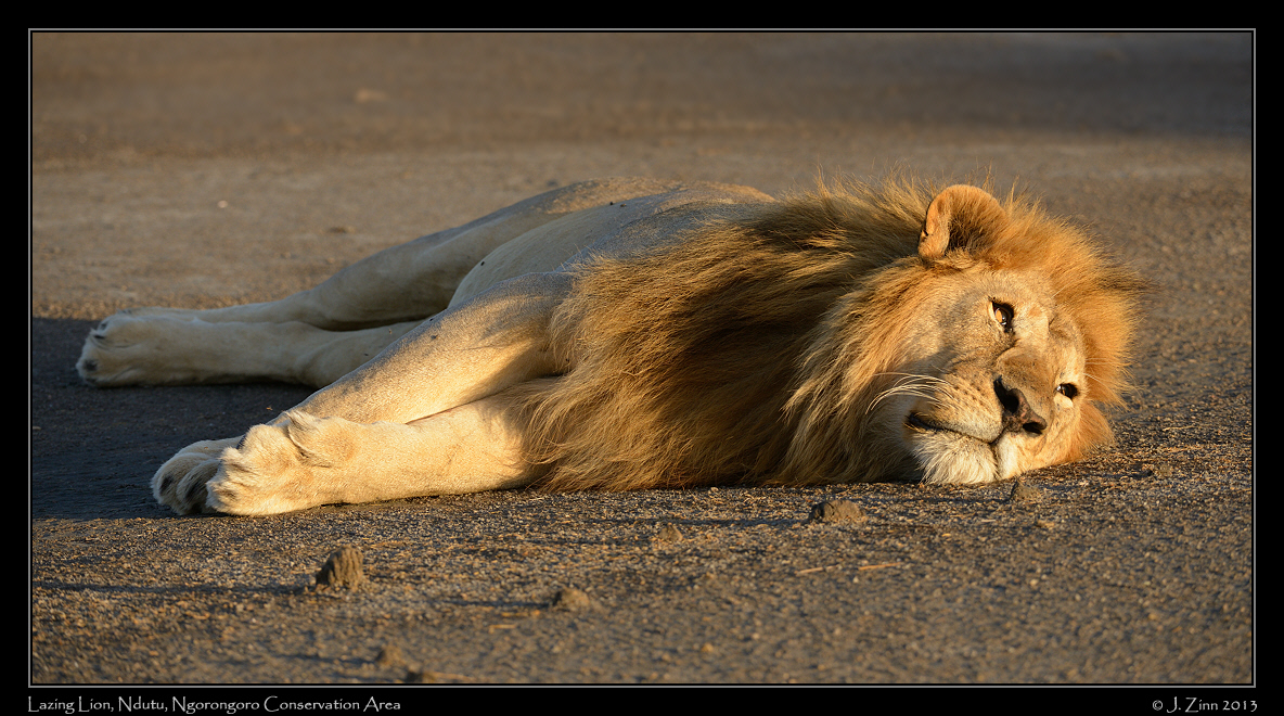 lion_7332b