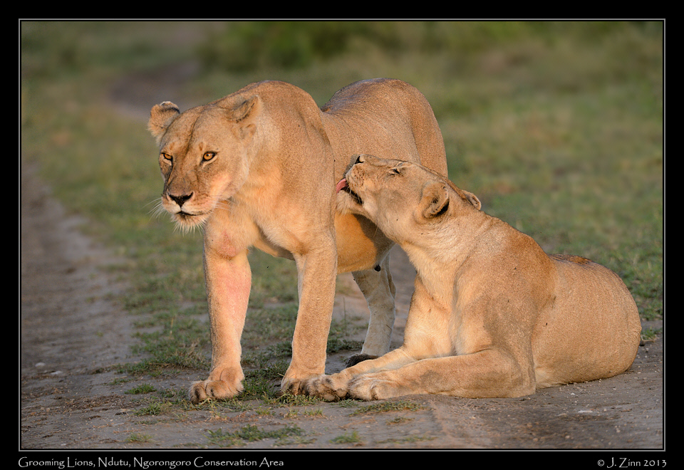 lion_7396a