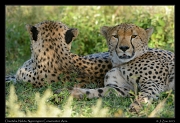 Cheetahs, Ndutu, Ngorongoro Conservation Area � J. Zinn