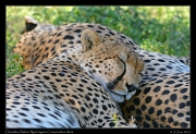  Sleepy Cheetahs, Ndutu, Ngorongoro Conservation Area � J. Zinn