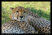  Cheetah, Ndutu, Ngorongoro Conservation Area � J. Zinn