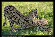  Stretching Cheetah, Ndutu, Ngorongoro Conservation Area � J. Zinn