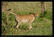  Cheetah marking, Ndutu, Ngorongoro Conservation Area � J. Zinn