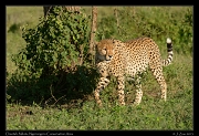  Cheetah, Ndutu, Ngorongoro Conservation Area � J. Zinn