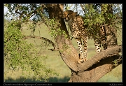  Cheetah up a tree, Ndutu, Ngorongoro Conservation Area � J. Zinn