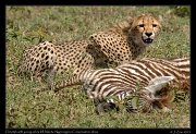  Cheetah with young zebra kill, Ndutu, Ngorongoro Conservation Area � J. Zinn