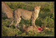  Cheetahs on kill, Ndutu, Ngorongoro Conservation Area � J. Zinn