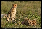  Cheetas on kill, Ndutu, Ngorongoro Conservation Area � J. Zinn