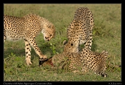  Cheetahs on kill, Ndutu, Ngorongoro Conservation Area � J. Zinn