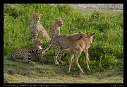  Young cheetahs learning to kill a young Wildebeest,  Ndutu, Ngorongoro Conservation Area � J. Zinn
