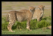  Cheetahs,  Ndutu, Ngorongoro Conservation Area � J. Zinn
