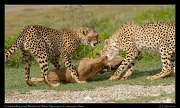  Young cheetahs learning to kill a young Wildebeest,  Ndutu, Ngorongoro Conservation Area � J. Zinn