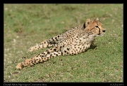  Resting cheetah,  Ndutu, Ngorongoro Conservation Area � J. Zinn