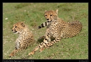  Resting Cheetahs,  Ndutu, Ngorongoro Conservation Area � J. Zinn