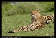  Resting cheetah,  Ndutu, Ngorongoro Conservation Area � J. Zinn