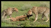  Young cheetahs learning to kill a young Wildebeest,  Ndutu, Ngorongoro Conservation Area � J. Zinn