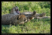  Cheetahs, Ndutu, Ngorongoro Conservation Area � J. Zinn