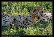  Cheetahs, Ndutu, Ngorongoro Conservation Area � J. Zinn