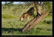  Cheetah on the way down, Ndutu, Ngorongoro Conservation Area � J. Zinn